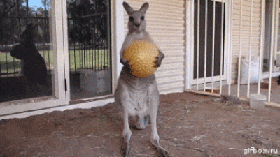 You gotta hand it to the Kangaroo though. Sweet set of claws and an unbreakable stare.
