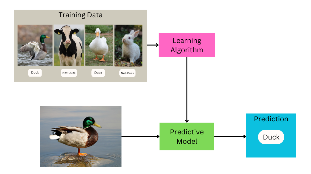 A flowchart. First, training data (pictures of ducks, cows, and rabbits each labeled "duck" or "not duck") goes into a Learning Algorithm. The Learning Algorithm goes to a Predictive Model. A different picture of a duck also goes into the Predictive Model. The Predictive Model then outputs the label "duck"