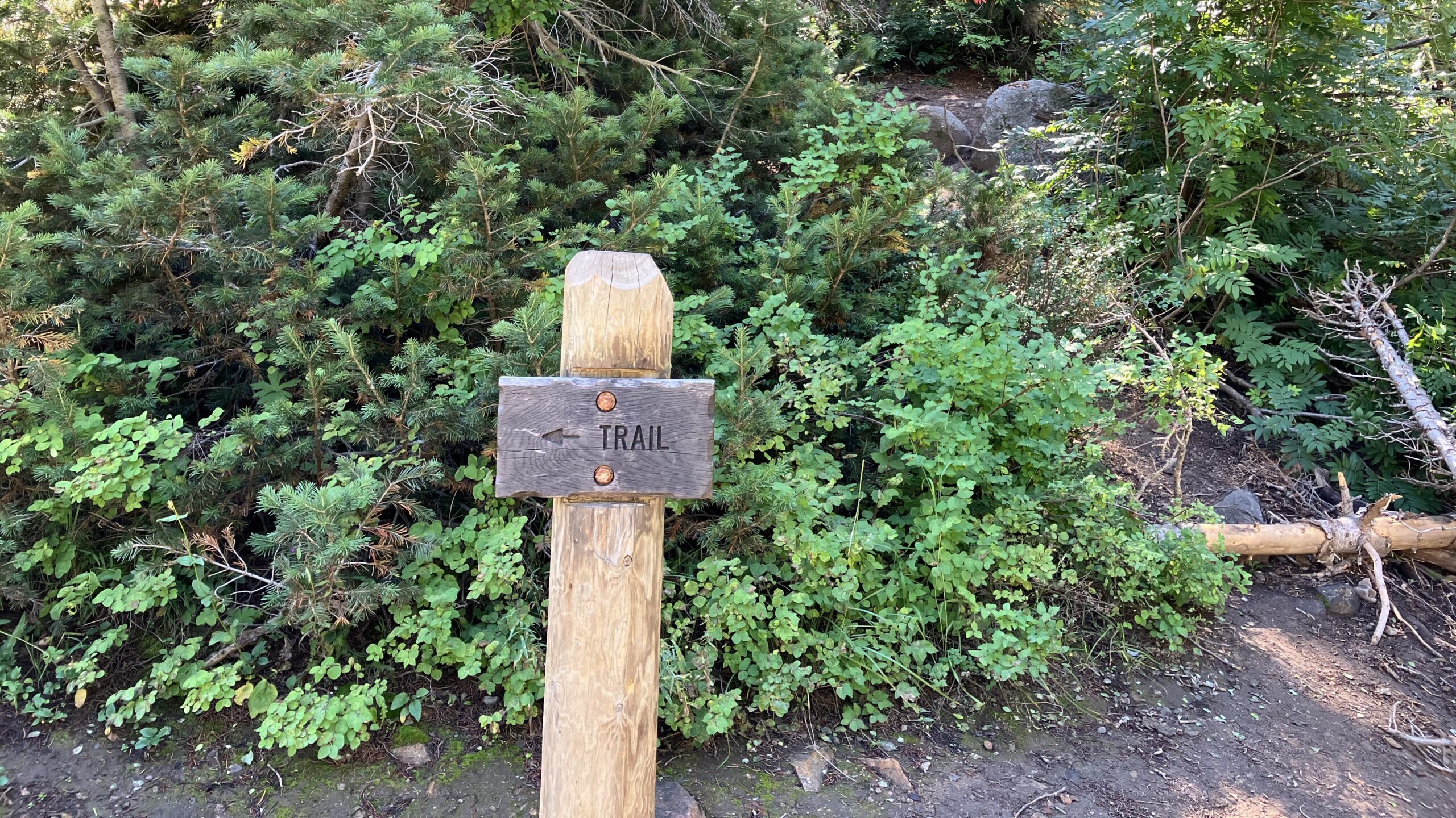 Sign in a wooded area that reads "Trail" with an arrow pointing left.